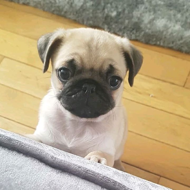 Alfie the Pug Wants a Hug