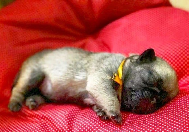 Baby Pug Cuteness