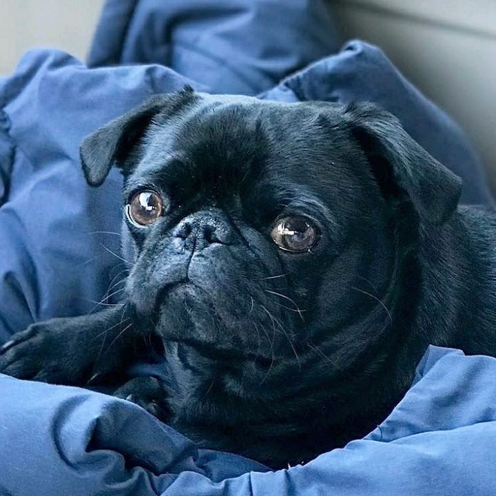 Beautiful Black Pug Hagrid