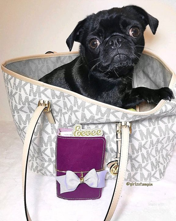 Black Pug in Michael Kors Tote