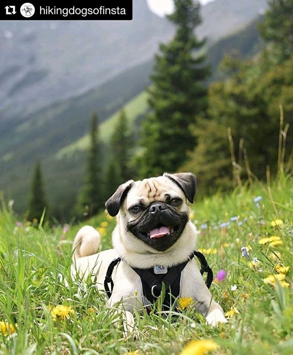 Help Ragnar Pug on Instagram represent Pugs on the hiking calendar!