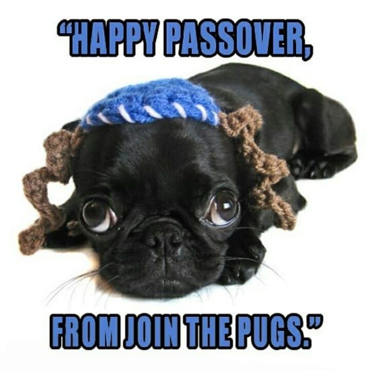 Happy Passover Pug lovers around the world