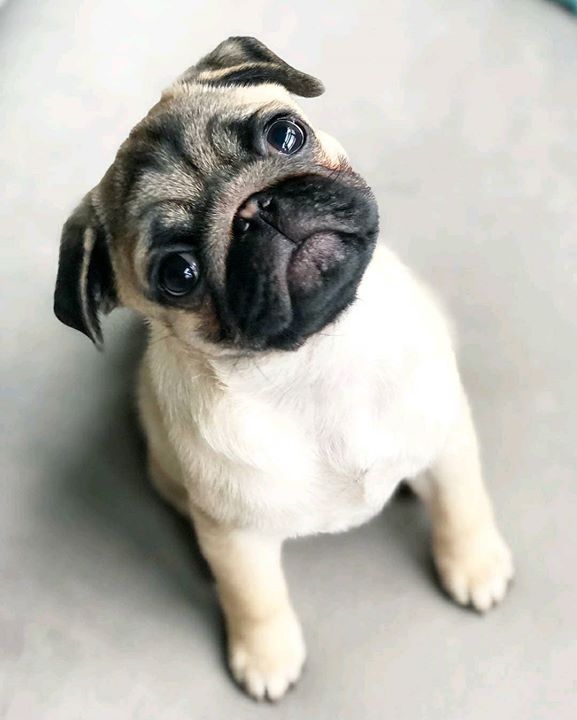 How cute is a Pug named Tug?