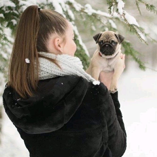 Liv the Pug is adorable