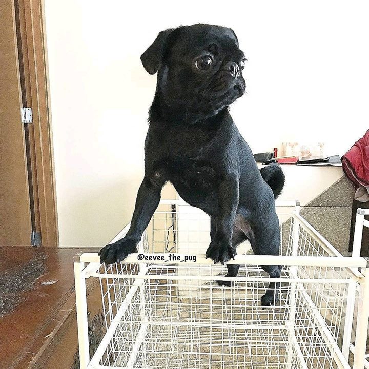 Pug asks how did I get up here?