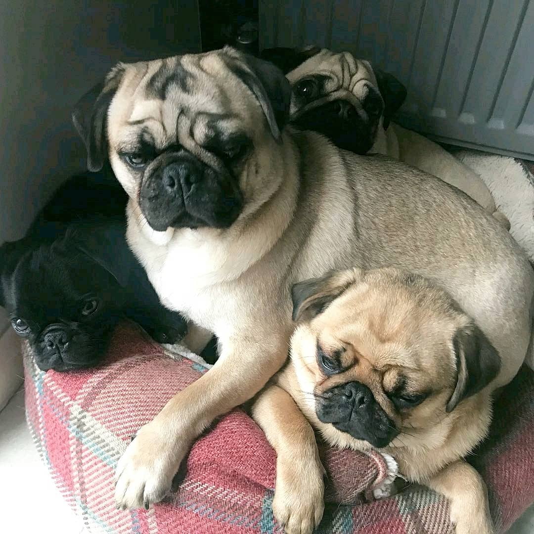 Spot all 4 Pugs