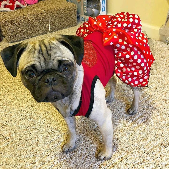 We're in love with this Pug dress