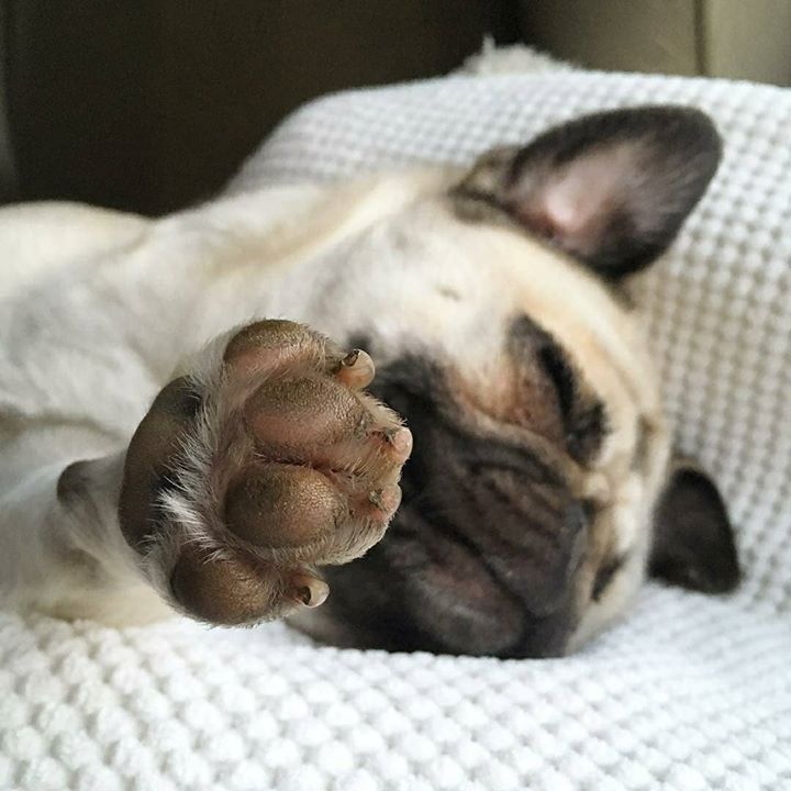 Talk to the Paw says Suki the Pug