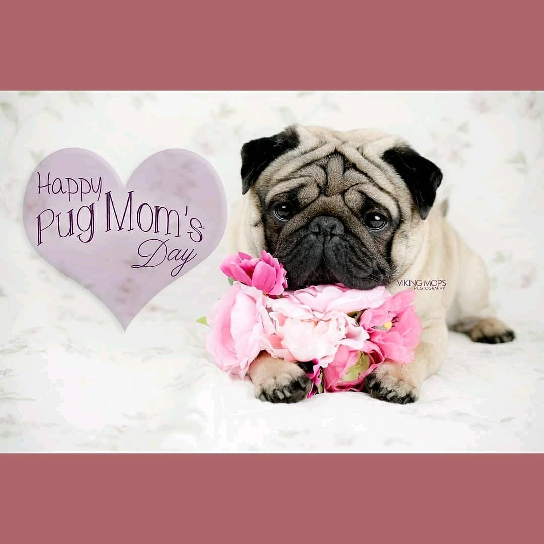 Happy Mother's Day Pug by VikingMops