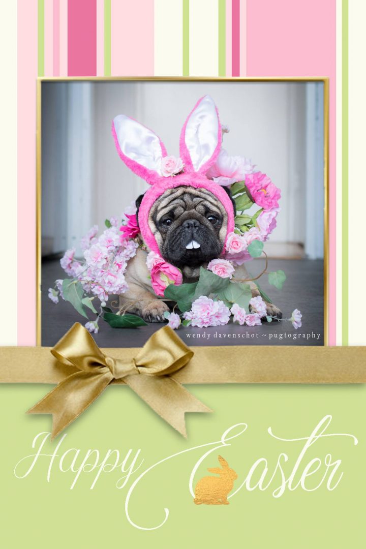 Easter and Passover Pug Cuteness is here