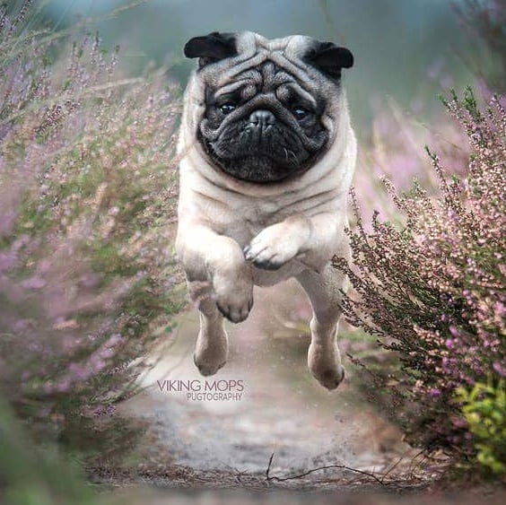 Viking-Mops-Leaps-Into-Cuteness