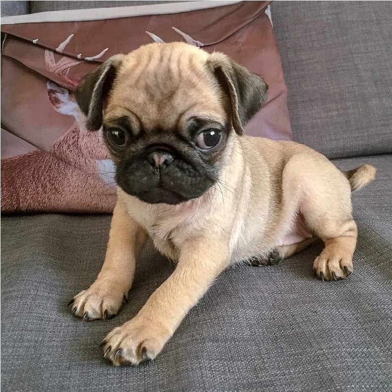 super cute liv the pug