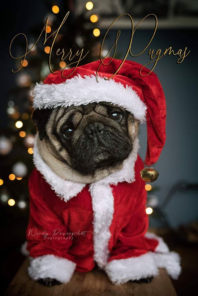 Merry Christmas from Join the Pugs 1