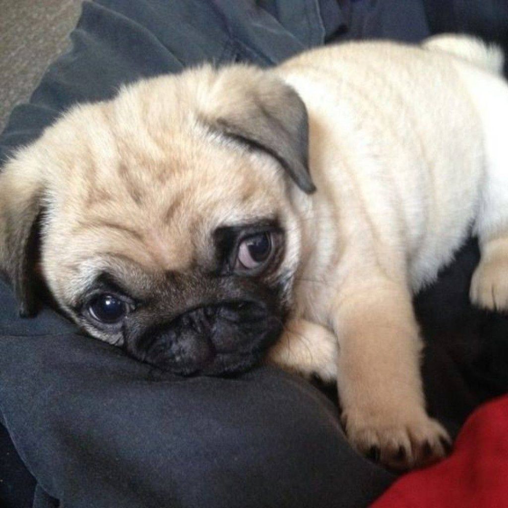 Here's a beautiful little Puggy puppy to brighten up your day