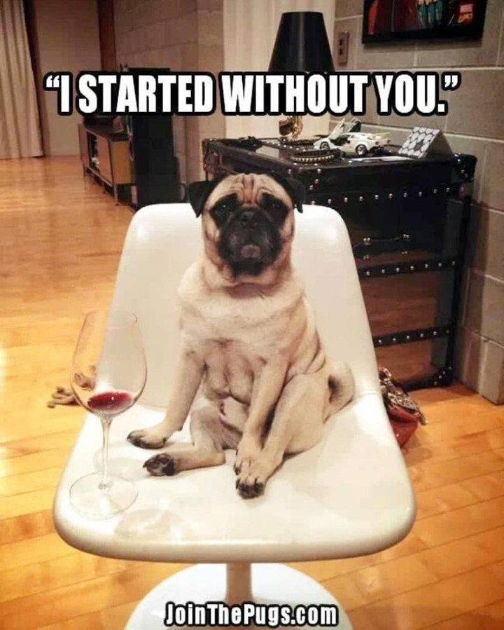 I started without you Pug