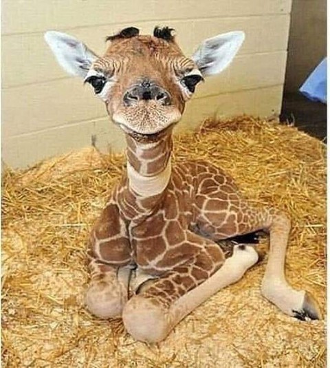 Seeing this 2 day old baby giraffe made my day